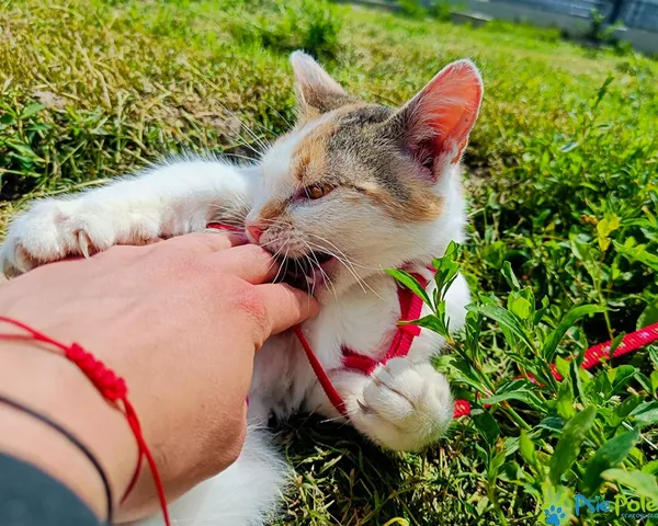 Znaleziono kota, Racławice, 3 marca 2025 (4/5)