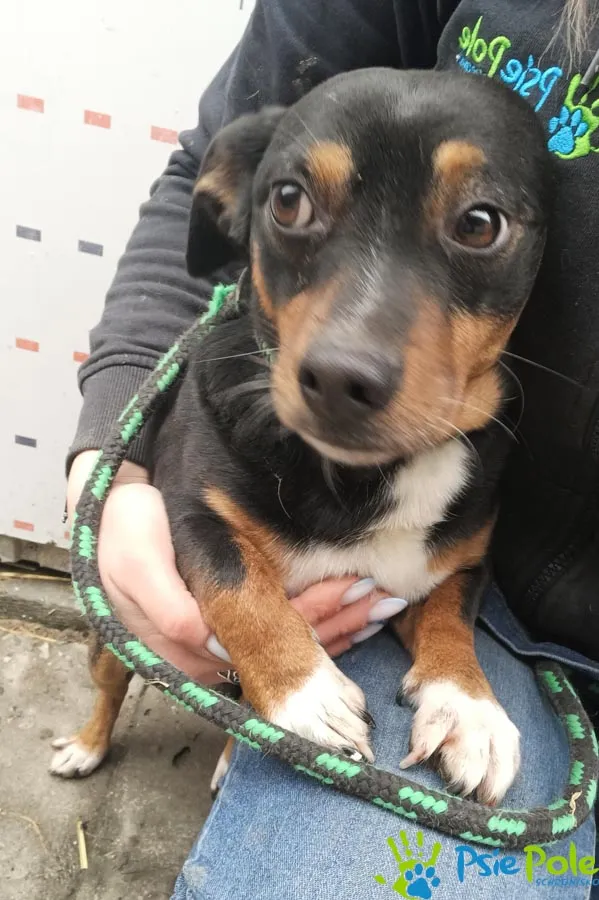 Znaleziono psa, Racławice, 27 lutego 2025 (2/4)