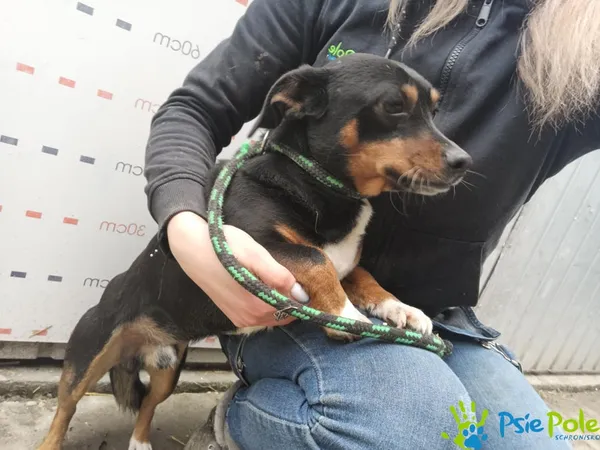 Znaleziono psa, Racławice, 27 lutego 2025 (3/4)