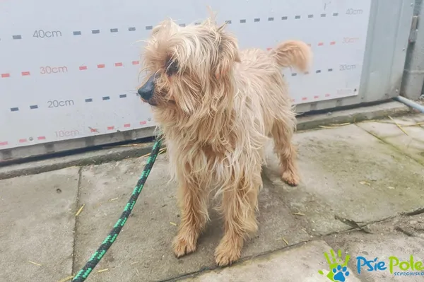 Znaleziono psa, Racławice, 27 lutego 2025 (2/4)