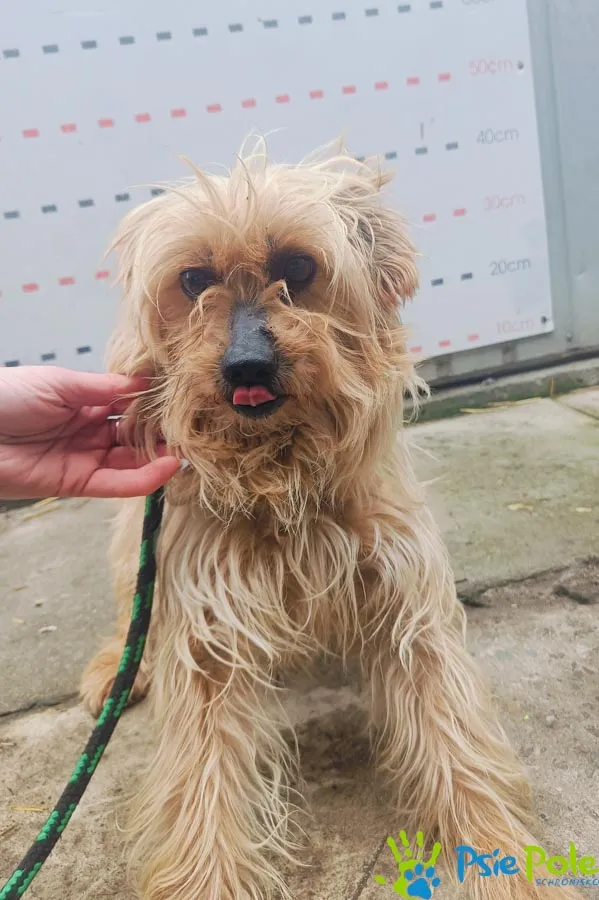 Znaleziono psa, Racławice, 27 lutego 2025 (3/4)