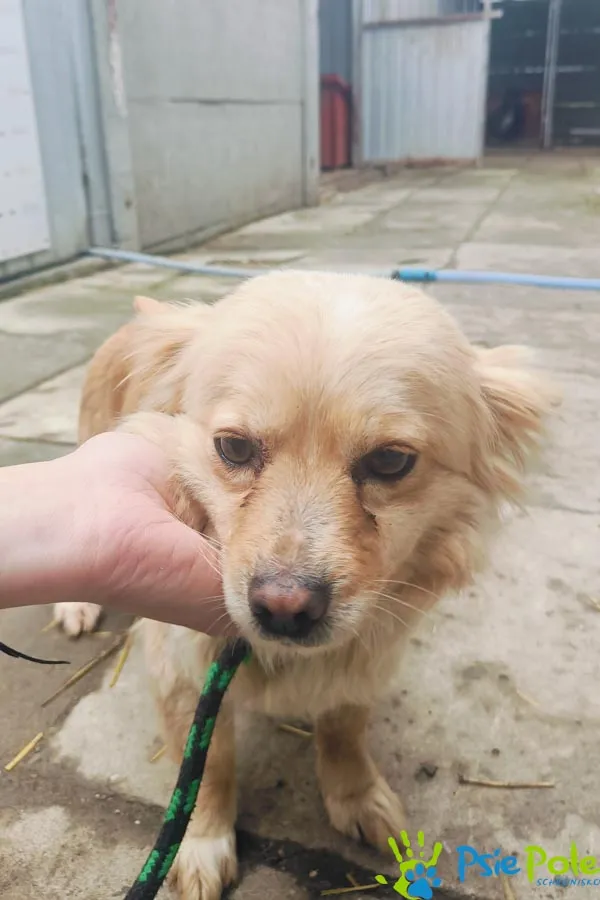 Znaleziono psa, Racławice, 27 lutego 2025 (1/5)