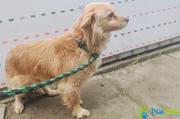 Znaleziono psa, Racławice, 27 lutego 2025 (2/5)