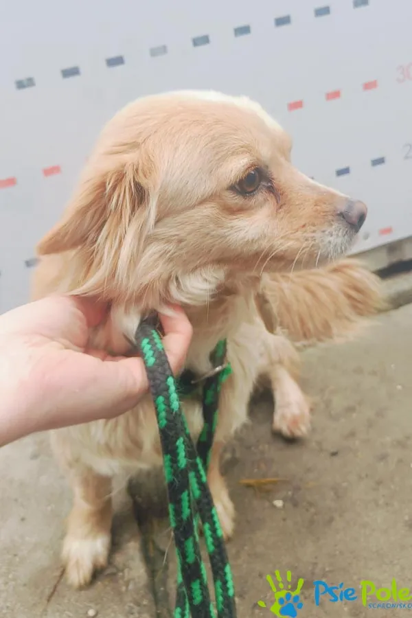 Znaleziono psa, Racławice, 27 lutego 2025 (3/5)