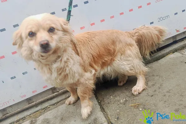 Znaleziono psa, Racławice, 27 lutego 2025 (4/5)