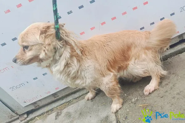 Znaleziono psa, Racławice, 27 lutego 2025 (5/5)