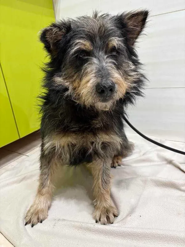 Znaleziono psa, Czartki, 4 marca 2025