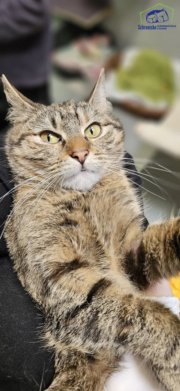 Znaleziono kota, Szczecin, 3 marca 2025 (2/3)