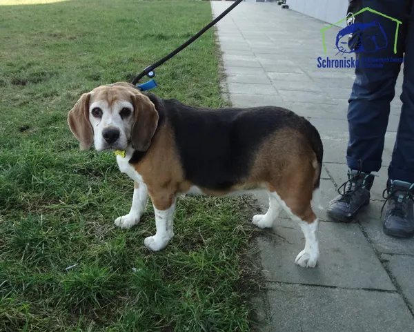 Znaleziono psa, Szczecin, 2 marca 2025 (1/2)