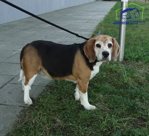 Znaleziono psa, Szczecin, 2 marca 2025 (2/2)