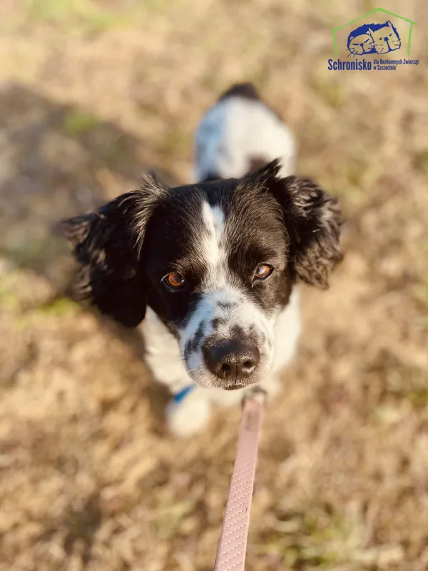 Znaleziono psa, Szczecin, 2 marca 2025 (1/2)