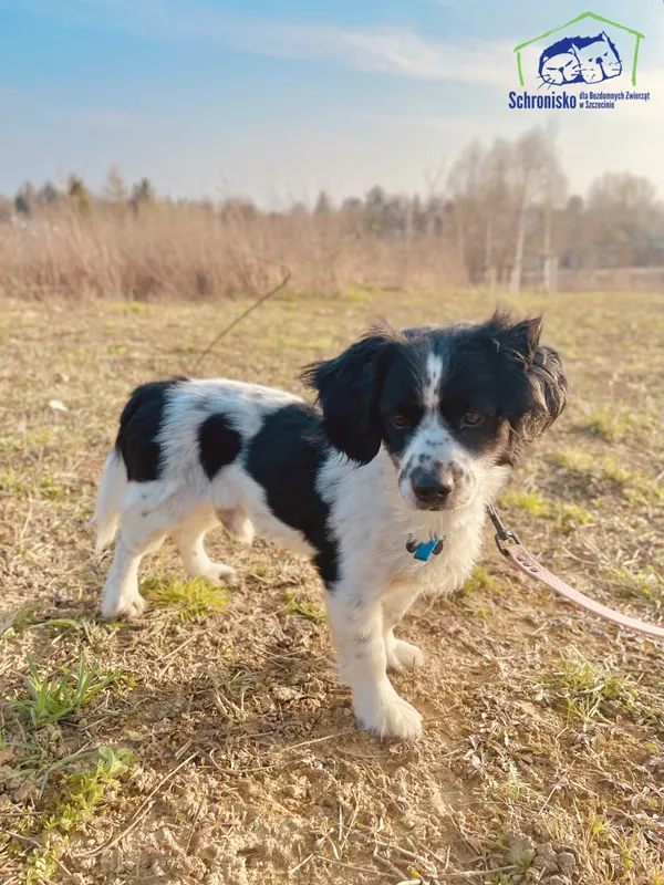 Znaleziono psa, Szczecin, 2 marca 2025 (2/2)