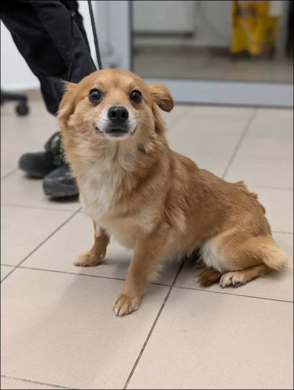 Znaleziono psa, Grudziądz, 4 marca 2025