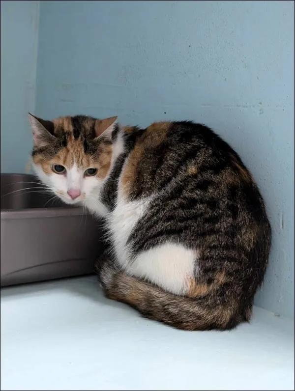 Znaleziono kota, Grudziądz, 4 marca 2025