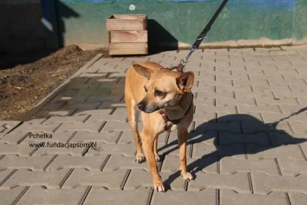 Pies do adopcji, Nowy Dwór Mazowiecki, 4 marca 2025 (5/5)