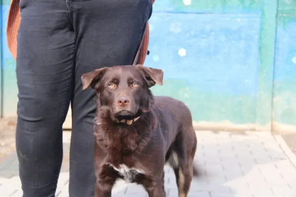 Pies do adopcji, Nowy Dwór Mazowiecki, 4 marca 2025 (3/5)