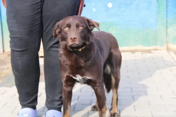 Pies do adopcji, Nowy Dwór Mazowiecki, 4 marca 2025 (4/5)