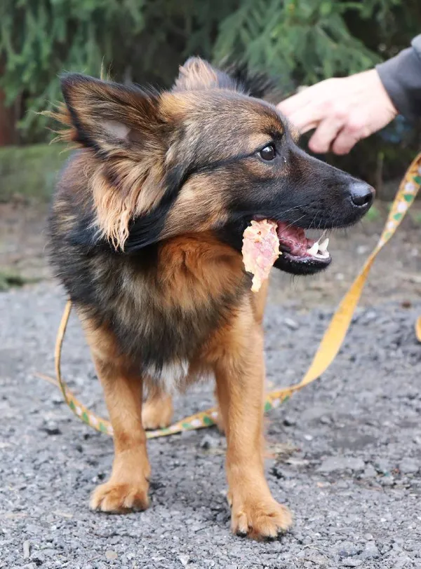 Znaleziono psa, Łódź, 4 marca 2025 (3/5)