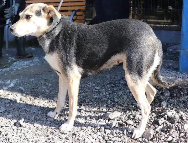 Znaleziono psa, Łódź, 4 marca 2025 (1/5)