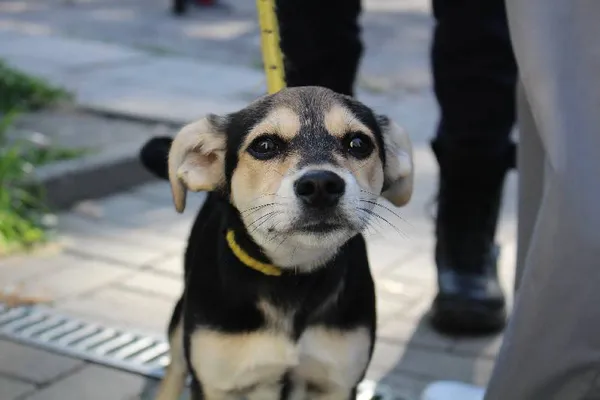 Znaleziono psa, Łódź, 4 marca 2025 (3/5)