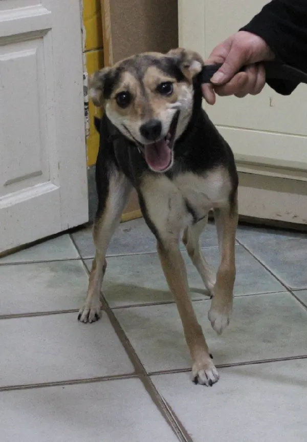 Znaleziono psa, Łódź, 4 marca 2025 (5/5)