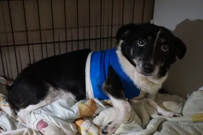 Pies do adopcji, Kraków, 17 lutego 2025