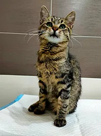 Znaleziono kota, Siedlce, 28 lutego 2025