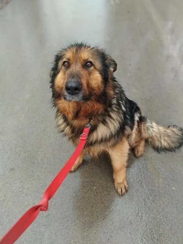 Pies do adopcji, Rytlów, 5 marca 2025