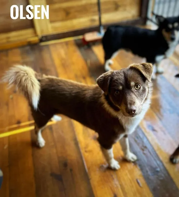 Pies do adopcji, Rytlów, 5 marca 2025