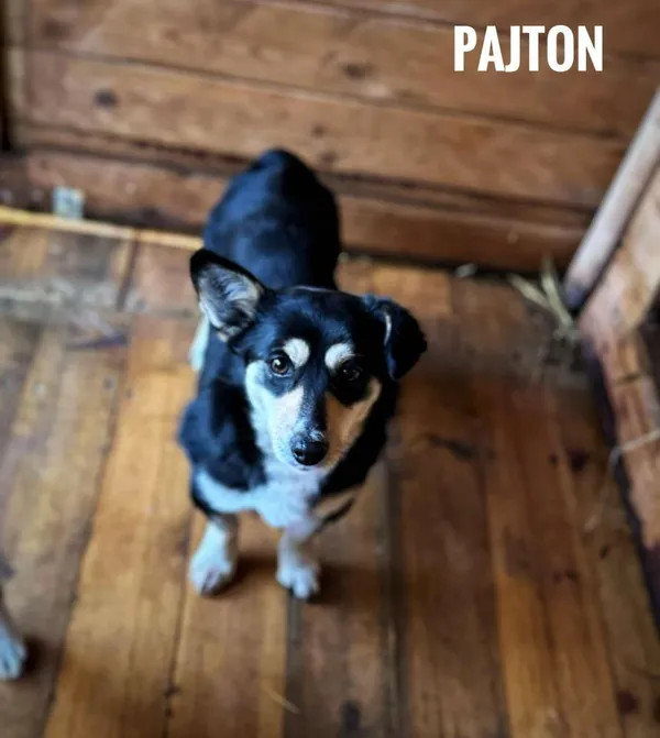 Pies do adopcji, Rytlów, 5 marca 2025