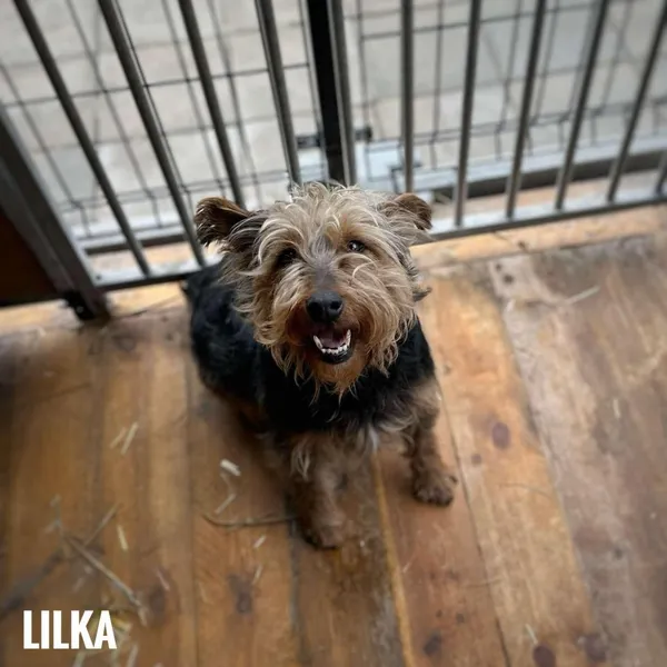 Pies do adopcji, Rytlów, 5 marca 2025