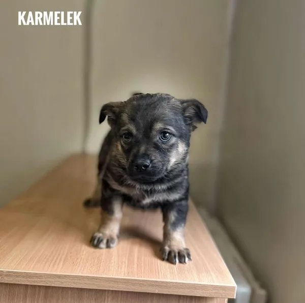 Pies do adopcji, Rytlów, 5 marca 2025 (1/2)