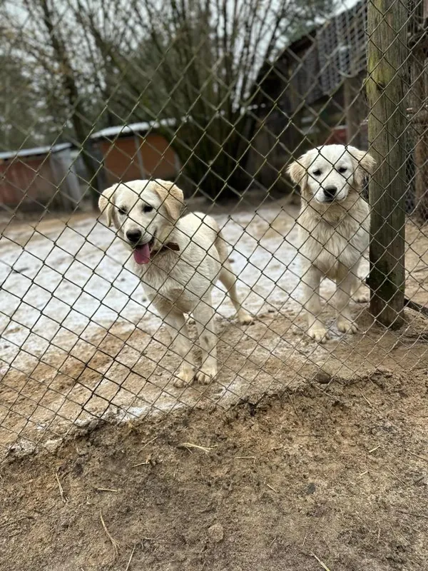 Pies do adopcji, Rytlów, 5 marca 2025