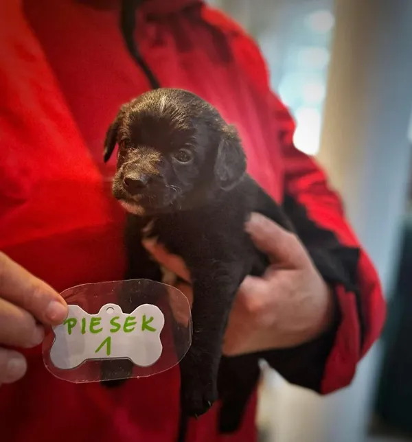 Pies do adopcji, Rytlów, 5 marca 2025 (1/5)