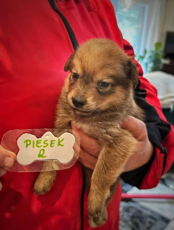 Pies do adopcji, Rytlów, 5 marca 2025 (2/5)