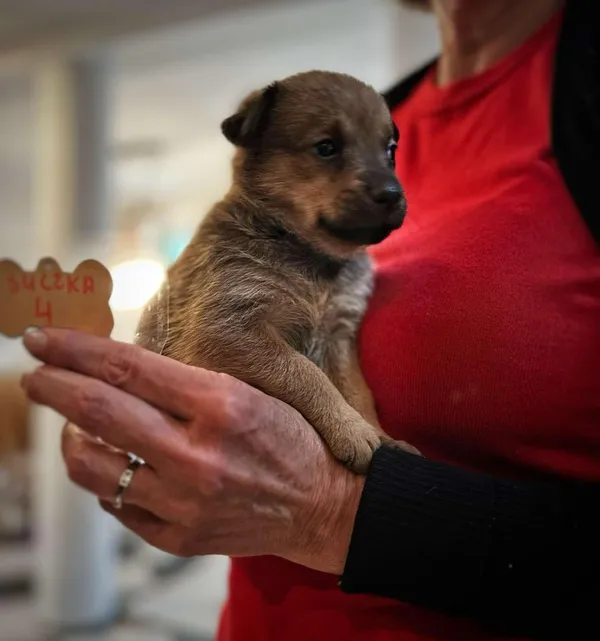 Pies do adopcji, Rytlów, 5 marca 2025 (3/5)