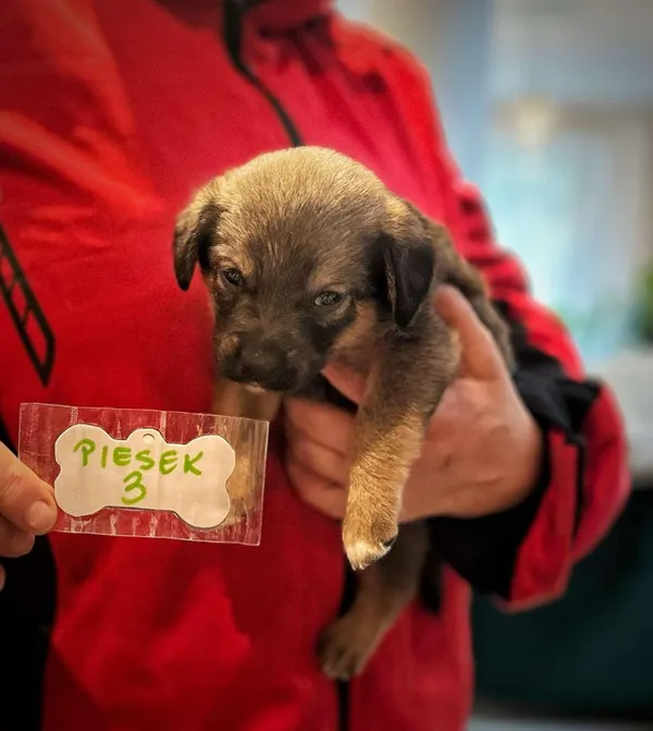 Pies do adopcji, Rytlów, 5 marca 2025 (4/5)