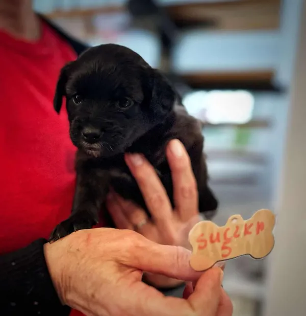 Pies do adopcji, Rytlów, 5 marca 2025 (5/5)