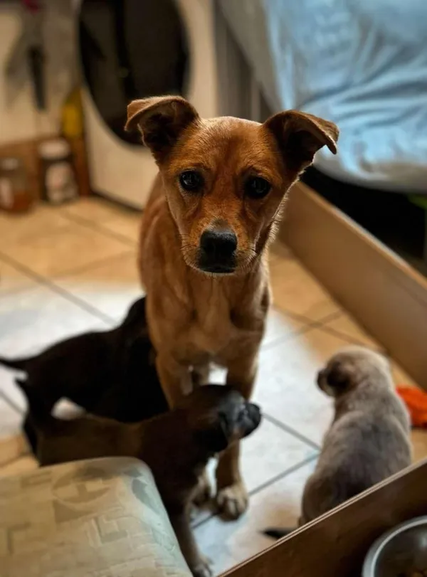 Pies do adopcji, Rytlów, 5 marca 2025