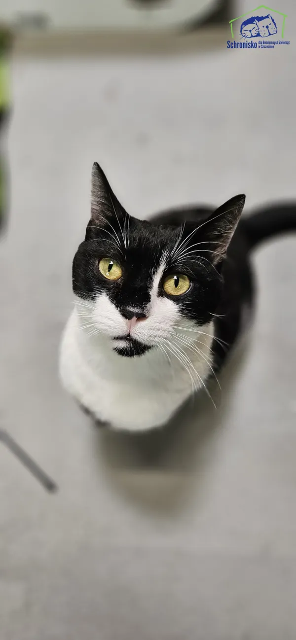 Znaleziono kota, Szczecin, 4 marca 2025 (1/4)