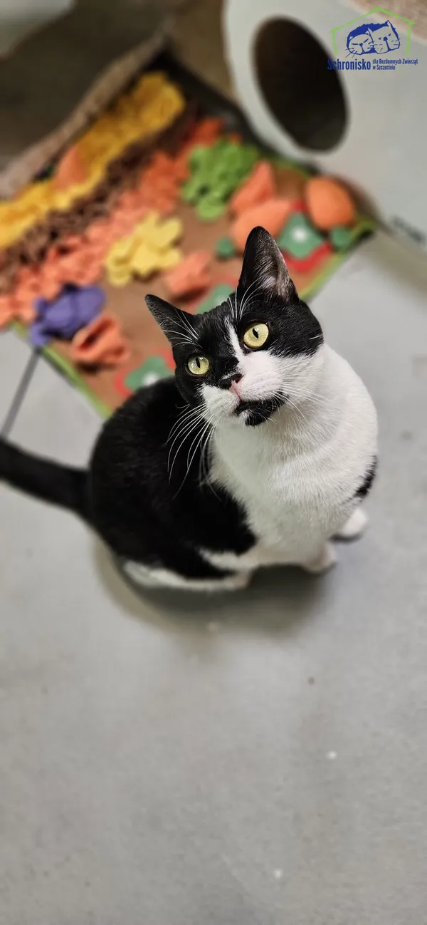Znaleziono kota, Szczecin, 4 marca 2025 (2/4)