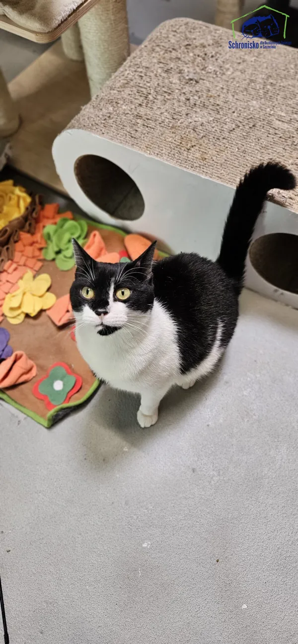 Znaleziono kota, Szczecin, 4 marca 2025 (3/4)