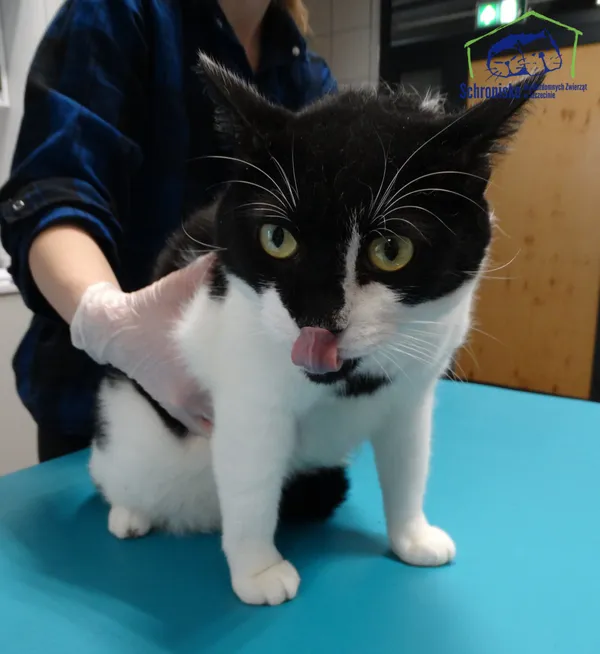 Znaleziono kota, Szczecin, 4 marca 2025 (4/4)