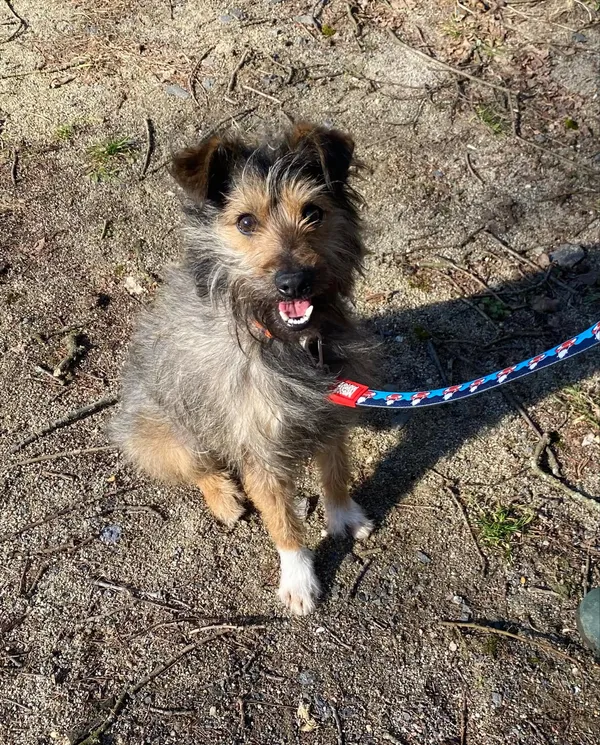 Pies do adopcji, gmina Platerówka, 5 marca 2025 (2/4)