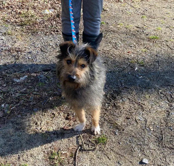 Pies do adopcji, gmina Platerówka, 5 marca 2025 (3/4)