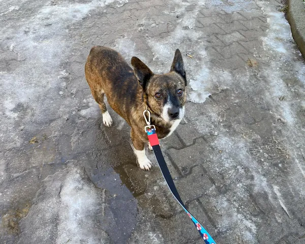 Pies do adopcji, gmina Platerówka, 5 marca 2025 (1/3)