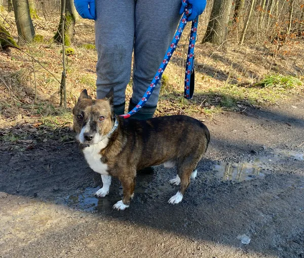 Pies do adopcji, gmina Platerówka, 5 marca 2025 (2/3)