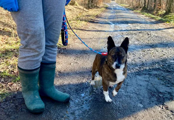 Pies do adopcji, gmina Platerówka, 5 marca 2025 (3/3)