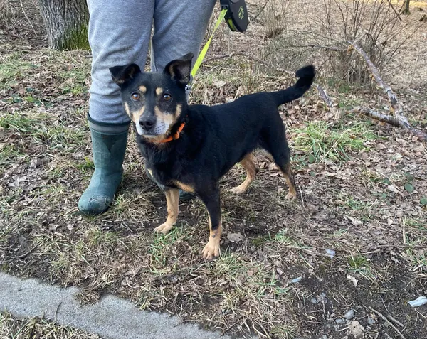 Pies do adopcji, gmina Platerówka, 5 marca 2025 (2/3)