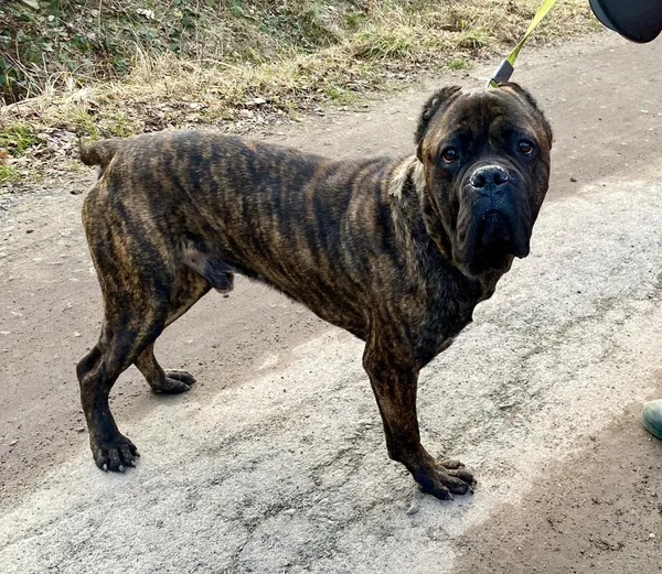 Pies do adopcji, gmina Platerówka, 5 marca 2025 (2/4)